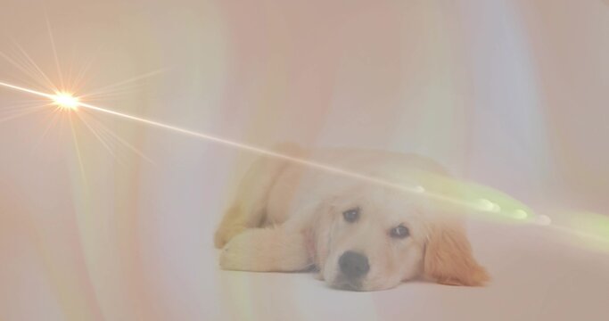 Lying light golden retriever puppy resting head on paws in studio, starburst flare crossing scene