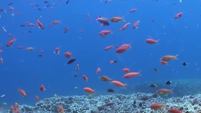 Witness an enchanting school of shimmering reddish-orange Anthias fish gracefully navigating a sunlit, pristine coral reef.