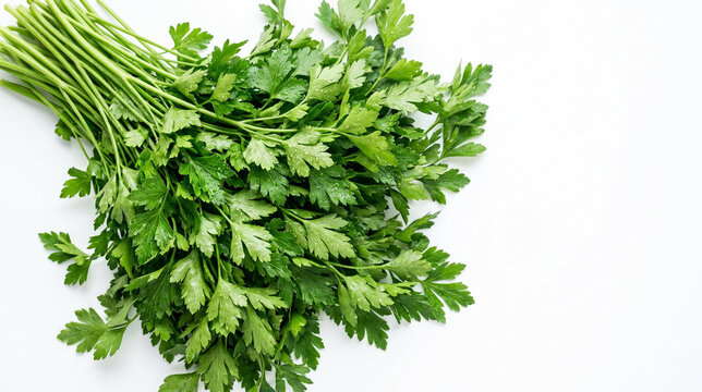 Fresh bunch of flat-leaf parsley with water droplets on white background. Top view of lush green herb with copy space for text. Isolated healthy seasoning for food photography