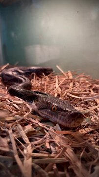 A detailed vertical video showing the thick patterned body of a large non venomous constrictor snake as it slithers and rests on a bed of dry hay inside a terrarium