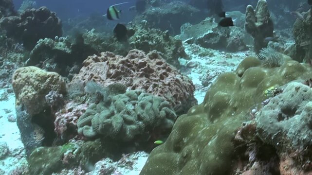 A captivating glimpse of marine wonders. Diverse tropical fish gracefully navigate through intricate coral formations in the clear blue ocean during daylight hours.