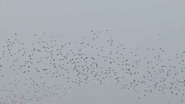 common starling flock slow motion 240fps birds soaring in a synchronized murmuration across a moody overcast sky with rhythmic wing movements