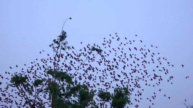common starling flock slow motion 240fps birds flying in a vast murmuration over silhouettes of trees against a moody twilight sky