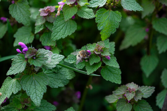 Bee pollinating purple henbit flowers in lush green garden