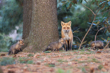 Obraz premium Mother red fox with babies playing in the forest close to a fir trunk with green background, Canada