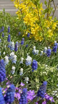 Pan shot of whitish light blue muscari and purple muscari
