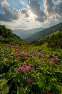 View of pink wildflowers in a lush mountain valley under a sunburst sky near Dumbier peak in Liptovsky Jan, Zilina Region, Slovakia.