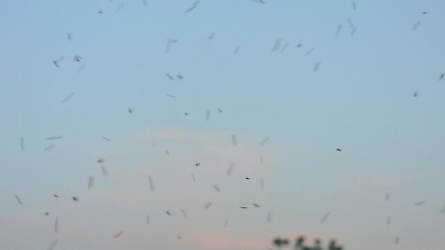 Mosquitos 240fps Slow Motion swarm of insects hovering and flying in a group against a clear blue sky during a warm summer sunset.