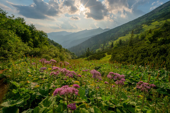 View of pink wildflowers blooming in a lush mountain valley with the peaks of Dumbier under a cloudy sky in Liptovsky Jan, Zilina Region, Slovakia.