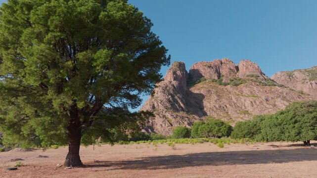 Sweeping pan reveals a majestic lone tree casting shadows on dry golden earth as rugged Sierra Madre peaks rise dramatically against clear blue sky with lush green vegetation at base.