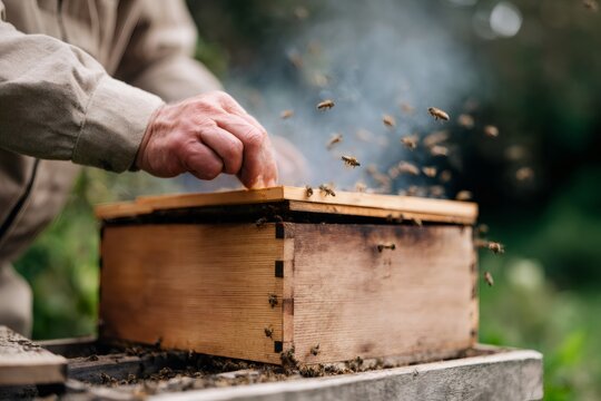Beekeeper working with bees at a wooden beehive. Close-up of an apiarist's hands opening the hive with smoke. Apiculture and natural honey production