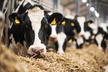Dairy Cow in Barn. Close-up of black and white dairy cow standing in a barn with herd behind. Concept of agriculture, livestock farming and milk production. Dairy Cow in Modern Farm Barn