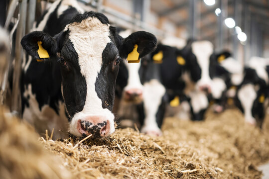 Dairy Cow in Barn. Close-up of black and white dairy cow standing in a barn with herd behind. Concept of agriculture, livestock farming and milk production. Dairy Cow in Modern Farm Barn