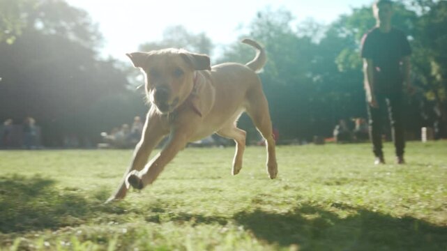 Relaxed outdoor bonding with furry companion, Sunlit park scene capturing playful dog and owner interaction