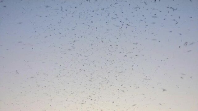 Mosquitos 240fps Slow Motion swarm flying in dense clusters against a pale blue twilight sky with a crescent moon in the background