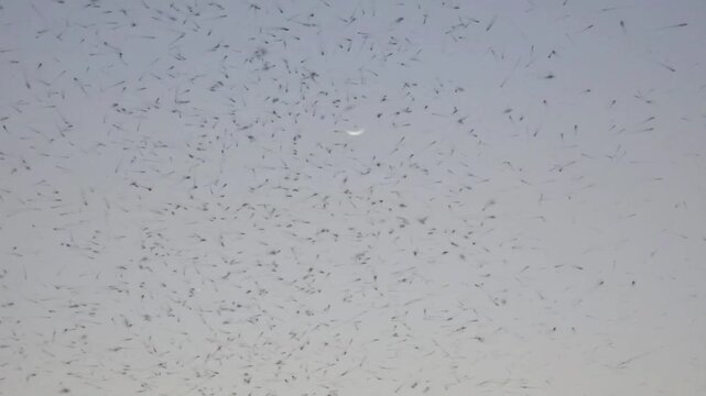 Mosquitos 240fps Slow Motion swarm flying in a dense, overwhelming cloud against a pale twilight sky with a visible crescent moon at dusk