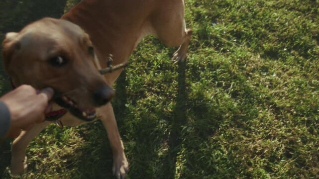 Energetic dog plays with stick, Lively dog interacts joyfully with stick while running through lush green grass