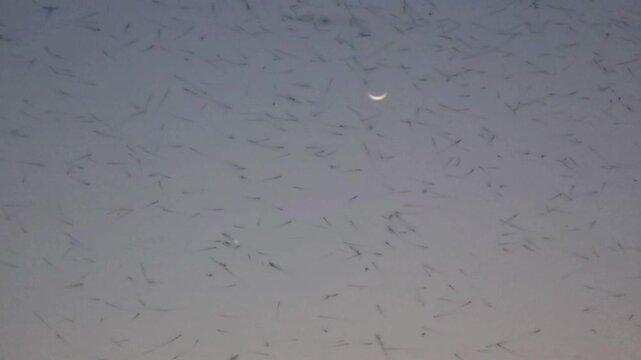 Mosquitos 240fps Slow Motion swarming in the twilight sky with a crescent moon visible in the hazy background