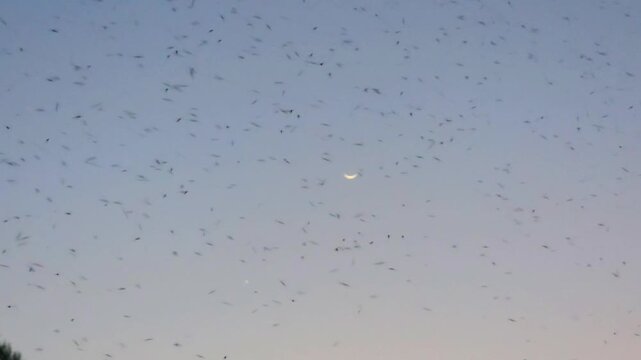 Mosquitos 240fps Slow Motion swarm of insects flying in the evening sky with a crescent moon during twilight