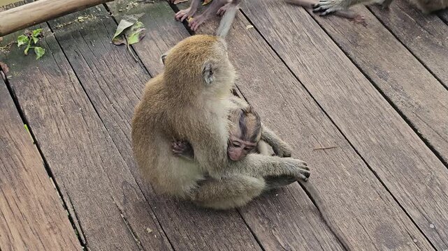 Adult macaque monkey holding and protecting baby while sitting on wooden boardwalk, close interaction between mother and infant, natural primate parenting behavior in tropical outdoor environment