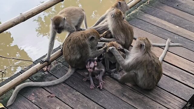 Group of macaque monkeys grooming and caring for baby on wooden boardwalk near water, natural social behavior of primates in wild habitat, family interaction and protection