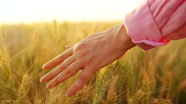 Female hand touches ripe ears of wheat at sunset. Slow motion