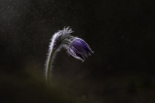 Dark purple flower in close-up, elegant botanical study