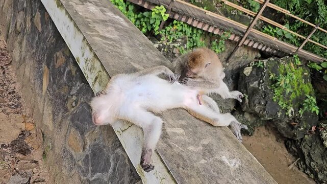 Two monkeys grooming and resting on stone railing in tropical forest area, close interaction between wild primates with natural background and vegetation