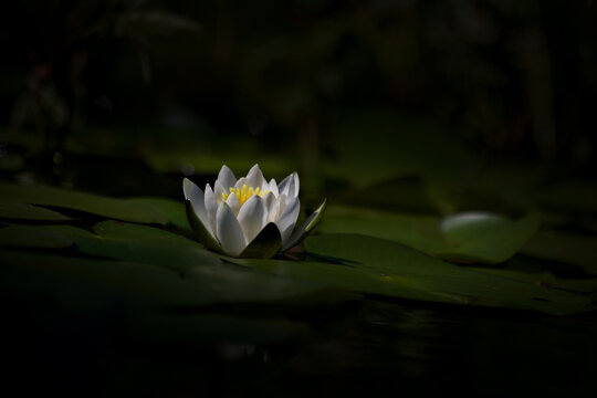 White water lily floating on dark water, serene aquatic scene