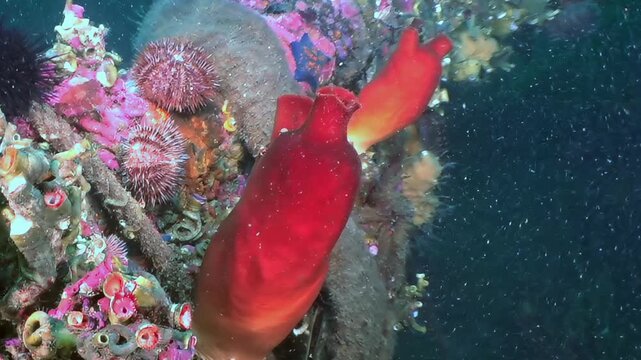 A vivid spectacle unfolds beneath the waves. Brilliant red sea squirts stand tall amidst spiky purple sea urchins and a tapestry of colorful corals.