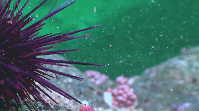 A vibrant purple sea urchin anchors to the rocky seabed. Tiny crimson creatures scuttle among delicate pink marine growths.
