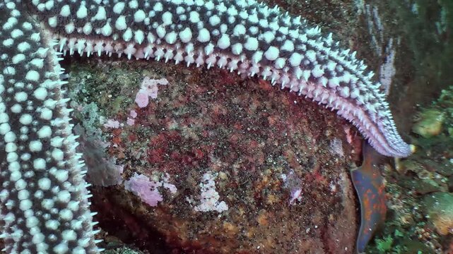 Witness a magnificent sea star, adorned with countless white tubercles, as it gently traverses a rugged seabed.