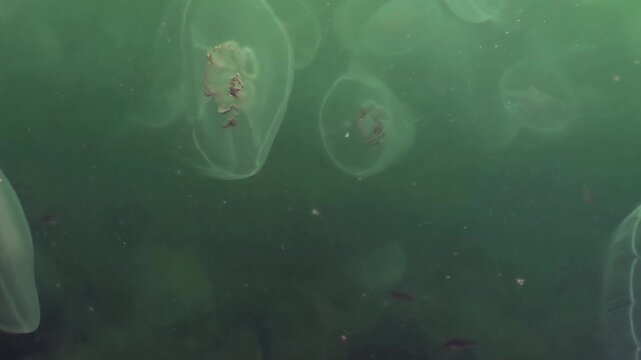 A captivating view of numerous ethereal jellyfish gently navigating the emerald waters of the Sea of Japan.