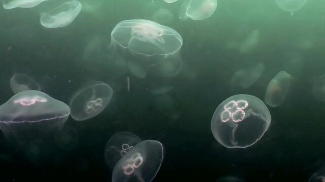 A mystical underwater world unfolds in the Sea of Japan, where a multitude of moon jellyfish float and swim. Their delicate bells shimmer, performing a silent ballet amidst the tranquil depths.