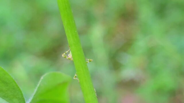 Isolated Flower Mantis (Hymenopus coronatus) nymph climbing a vibrant green plant stem within a lush tropical garden setting under natural daylight 4k High Quality Footage