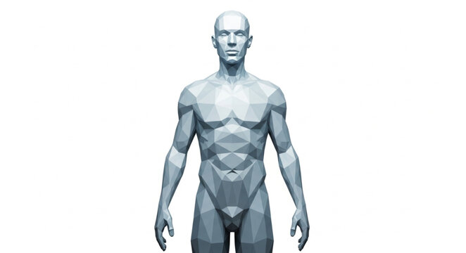 Anatomical human male figure in a neutral pose.