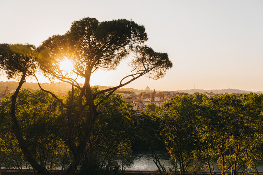 Rome Golden Sunset Skyline with Umbrella Pine Silhouette and Tiber River Panorama Rome Italy