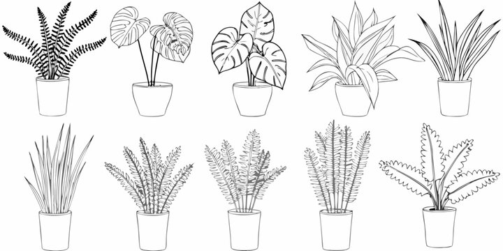Potted plant collection line drawing of various indoor foliage