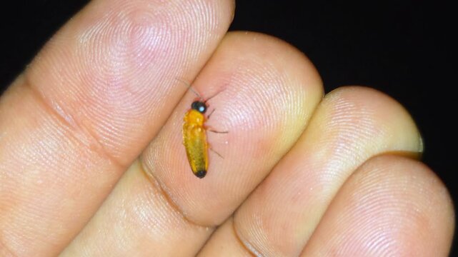 Firefly or Lightning bug (Lampyridae) light up at night 4K Footage Firefly crawling across human fingers during a dark night with visible bioluminescent glow.