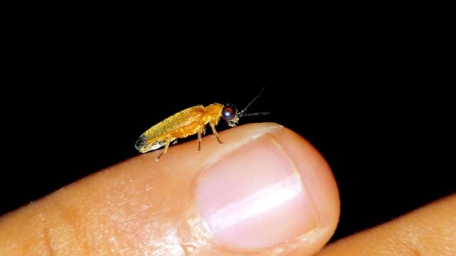 Firefly or Lightning bug (Lampyridae) light up at night 4K Footage beetle perching on a human finger in the dark for entomology study and wildlife education