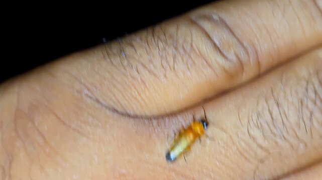 Firefly or Lightning bug (Lampyridae) light up at night 4K Footage insect crawling on a human finger during a dark summer evening, showcasing bioluminescence in a garden setting.