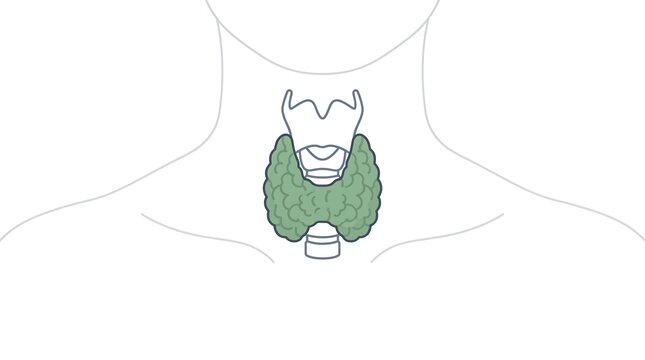 Anatomical illustration of the human thyroid gland showing its butterfly shape and location within the neck structure for medical educational study purposes