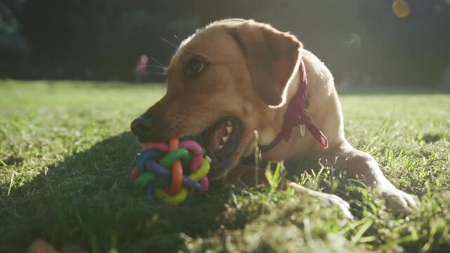 Labrador with toy and bandana, Labrador puppy engaging with bright rubber toy under sunny park conditions