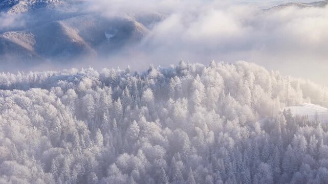 Aerial view of a forest covered with frost on the mountain slopes