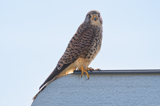 Common kestrel perched on rooftop edge against clear sky