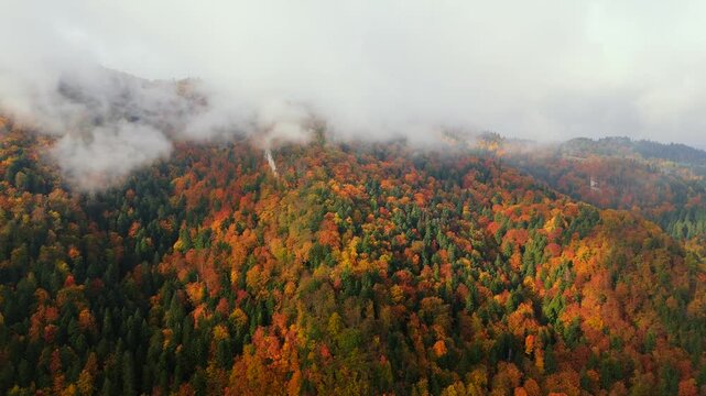 Gorgeous colourful autumn in the mountains. Pieniny, Poland