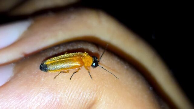 Firefly or Lightning bug (Lampyridae) light up at night 4K Footage resting on a human finger and emitting a warm bioluminescent glow against a dark night background.