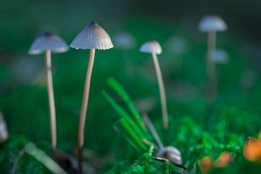 Psilocybin-containing mushrooms grow in the wild.