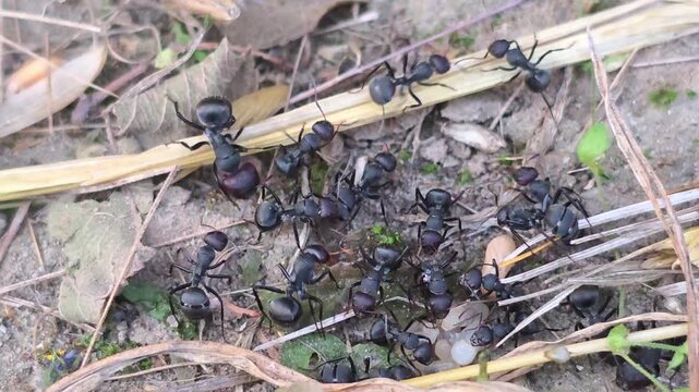 Carpenter ants (Camponotus spp.) 4k footage scurrying through dry grass and soil on the forest floor while foraging in natural daylight.