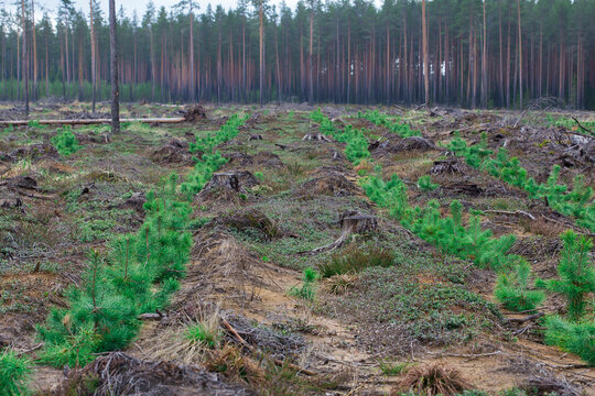 young coniferous trees planted by humans.